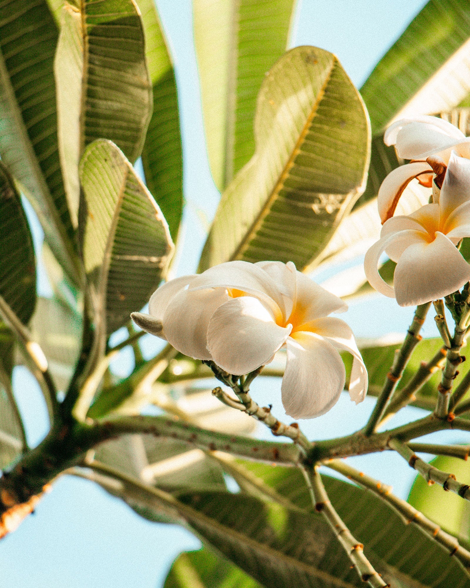 Bougie Bijou Doré - Plages de Tahiti